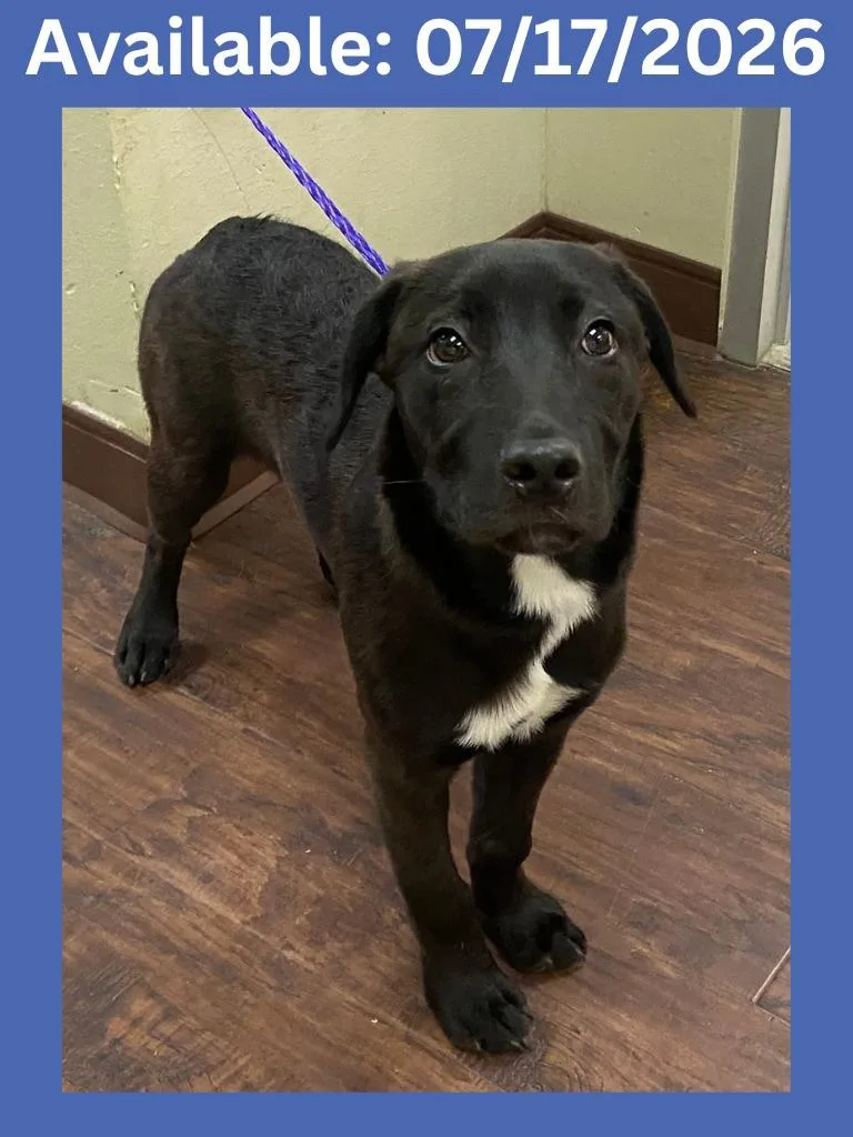 A baby medium-sized male Labrador Retriever dog named Dog Kennel for adoption in Greenville, TX