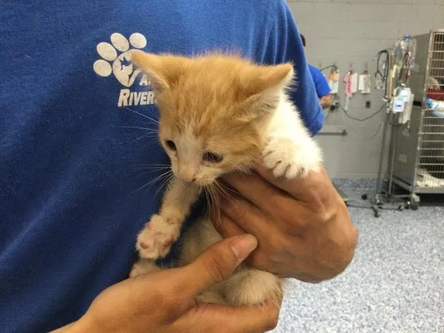 A baby small-sized male Domestic Short Hair cat named Ronald for adoption in Thousand Palms, CA