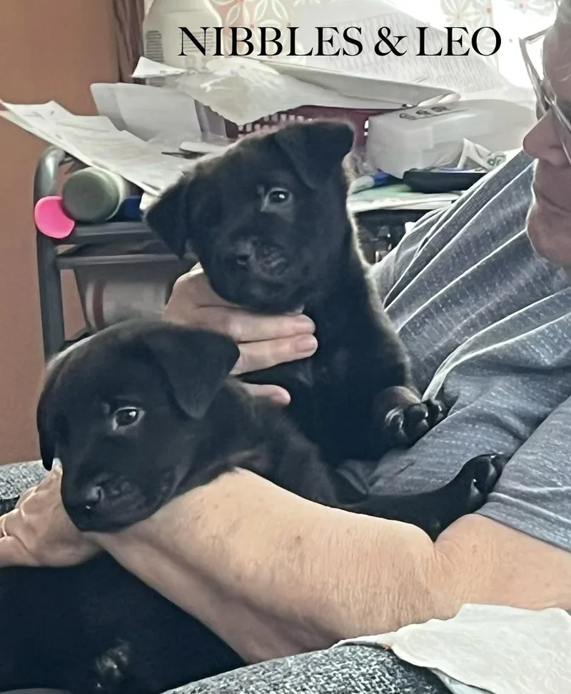 A baby medium-sized male Labrador Retriever dog named Nibbles for adoption in Aurora, IL