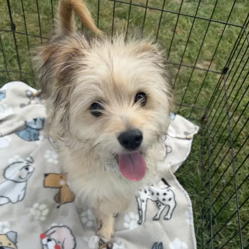 Bobby Nash thumbnail 2