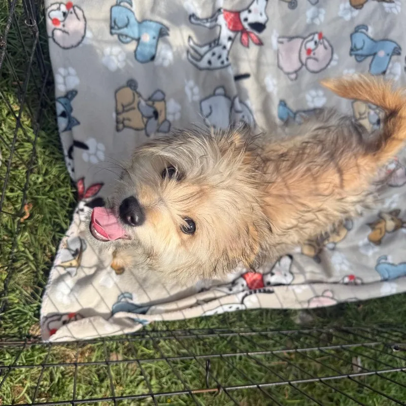 Bobby Nash thumbnail 4