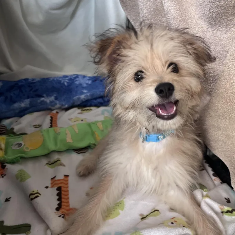 Bobby Nash thumbnail 5