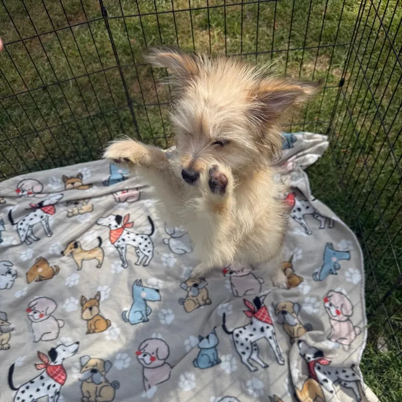 Bobby Nash thumbnail 6