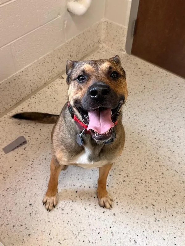 An adult medium-sized male Black Shepherd dog named Max for adoption in Providence Forge, VA