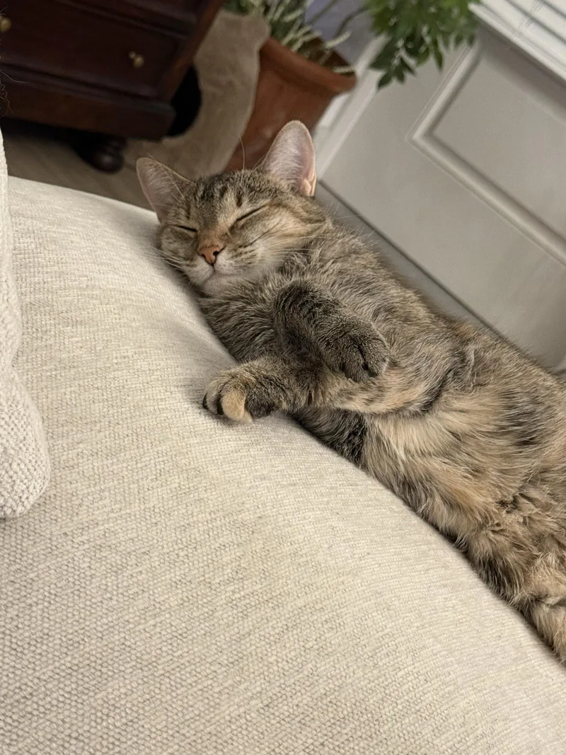 Ember