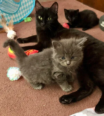 Betty Ff thumbnail 4