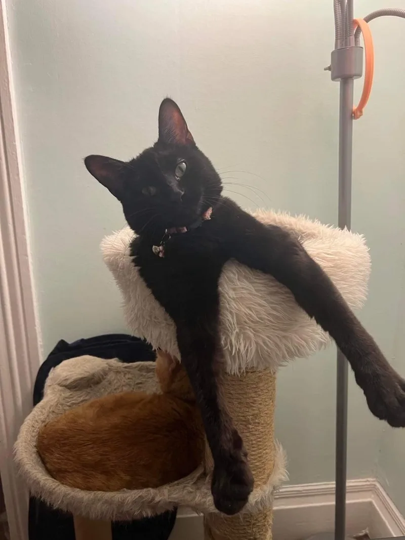 Betty Ff thumbnail 5