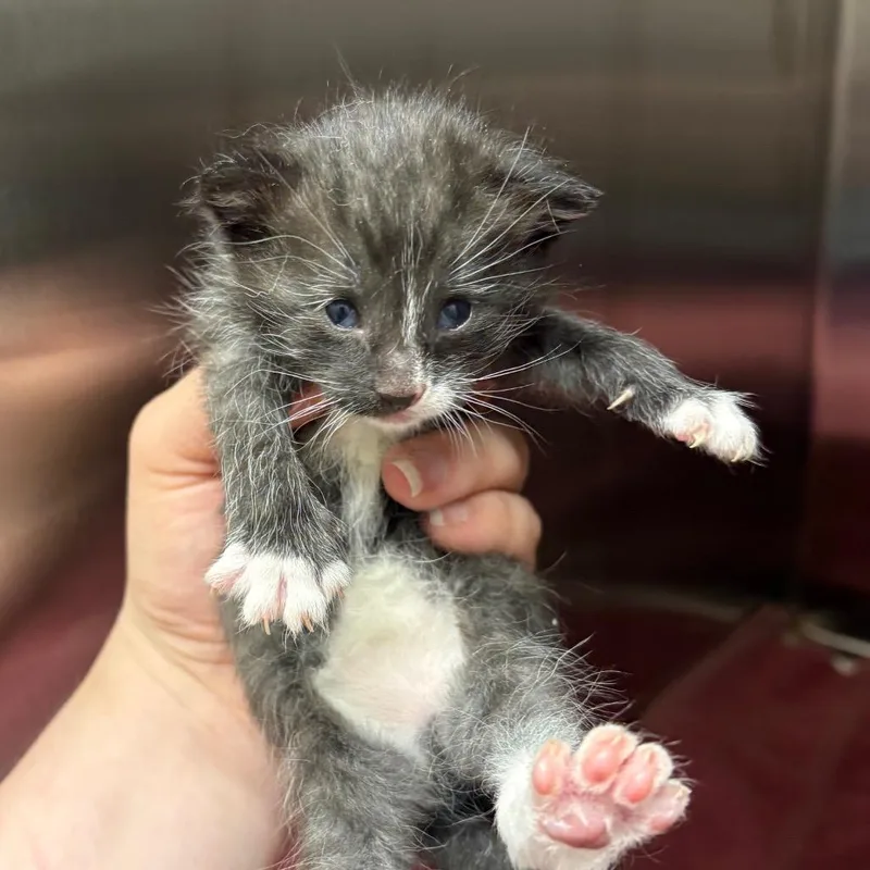 A baby small-sized male Black Domestic Short Hair cat named Stapler for adoption in Morganton, NC