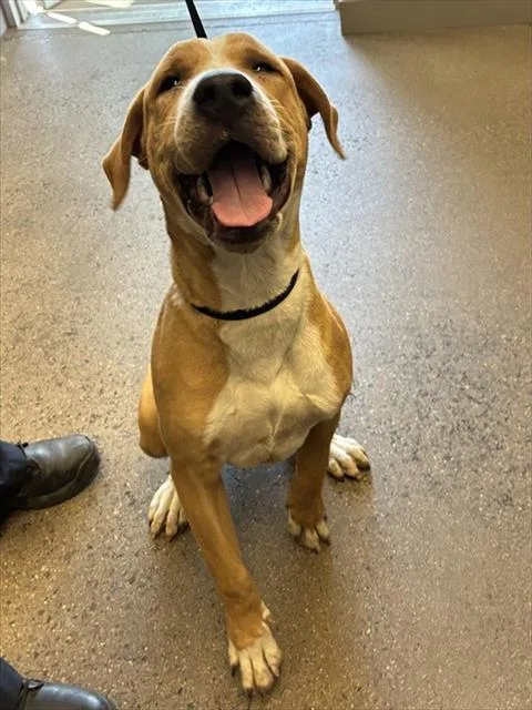 A young large-sized male Labrador Retriever dog named Eugene for adoption in Mesa, AZ