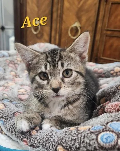Ace