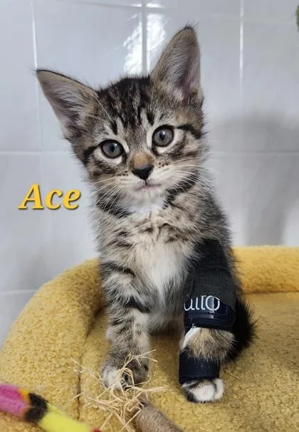 Ace thumbnail 2