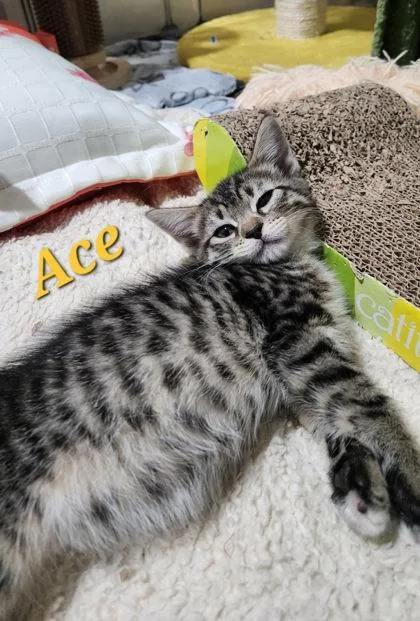 Ace thumbnail 3