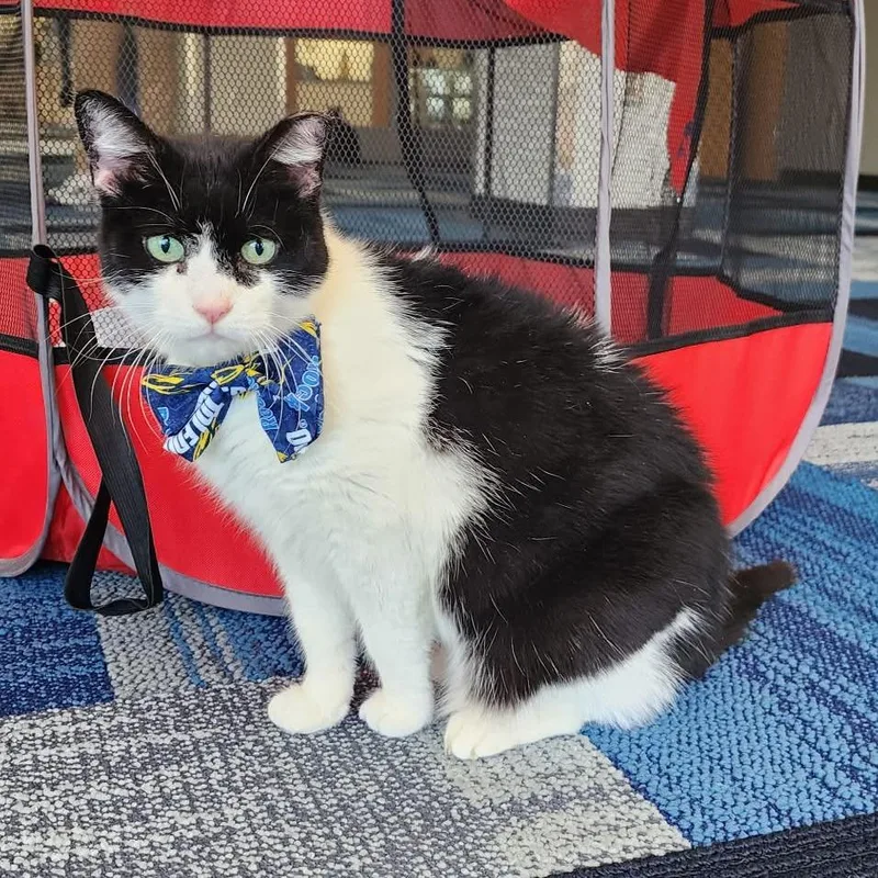 An adult medium-sized female Black Domestic Short Hair cat named Bubbles for adoption in Toledo, OH