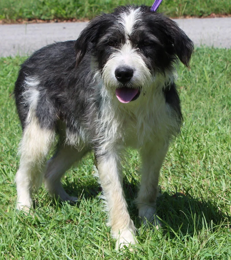 An adult medium-sized male Terrier dog named Skipper for adoption in Prattville, AL