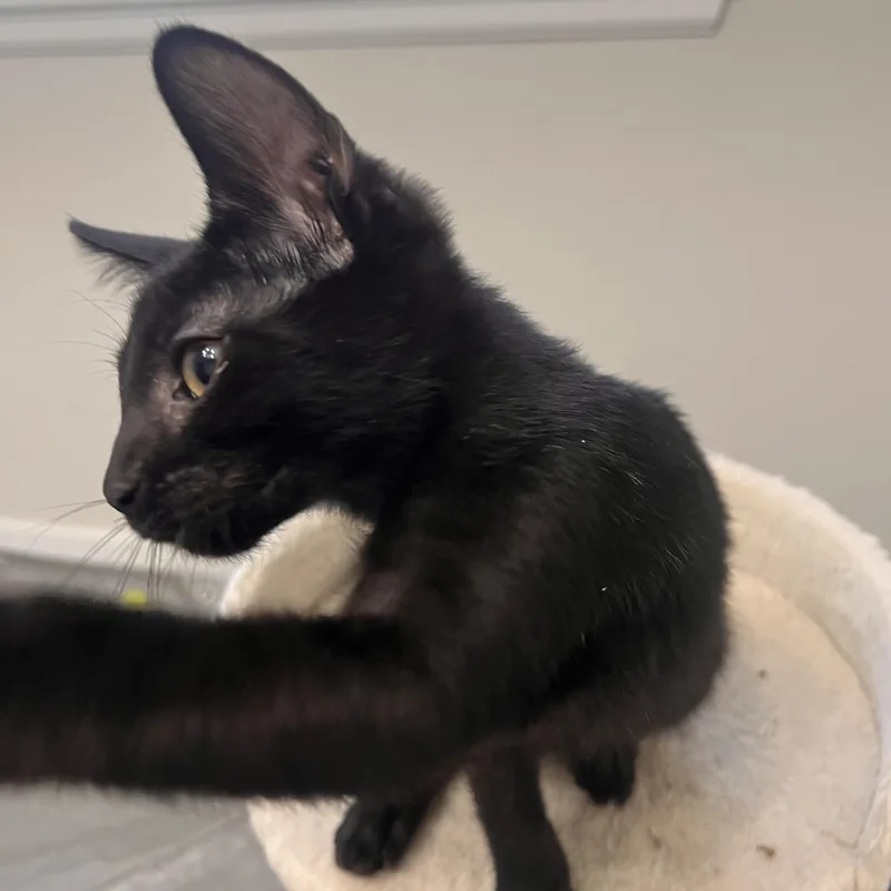 A baby small-sized male Black Domestic Short Hair cat named Paul Somers for adoption in Morrison, CO