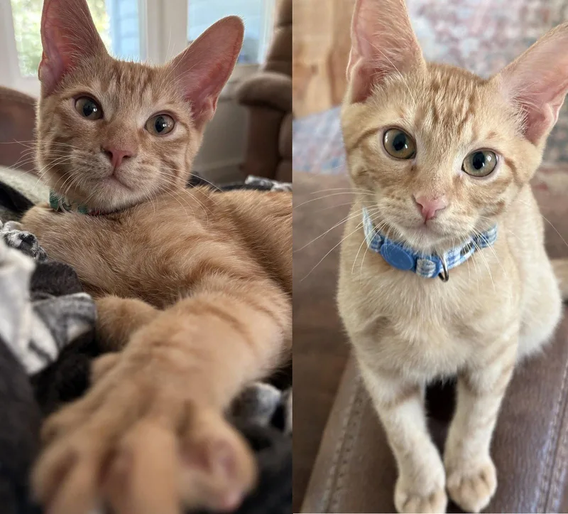 A young medium-sized male Orange / Red Domestic Short Hair cat named Torchy & Tito for adoption in Dripping Springs, TX