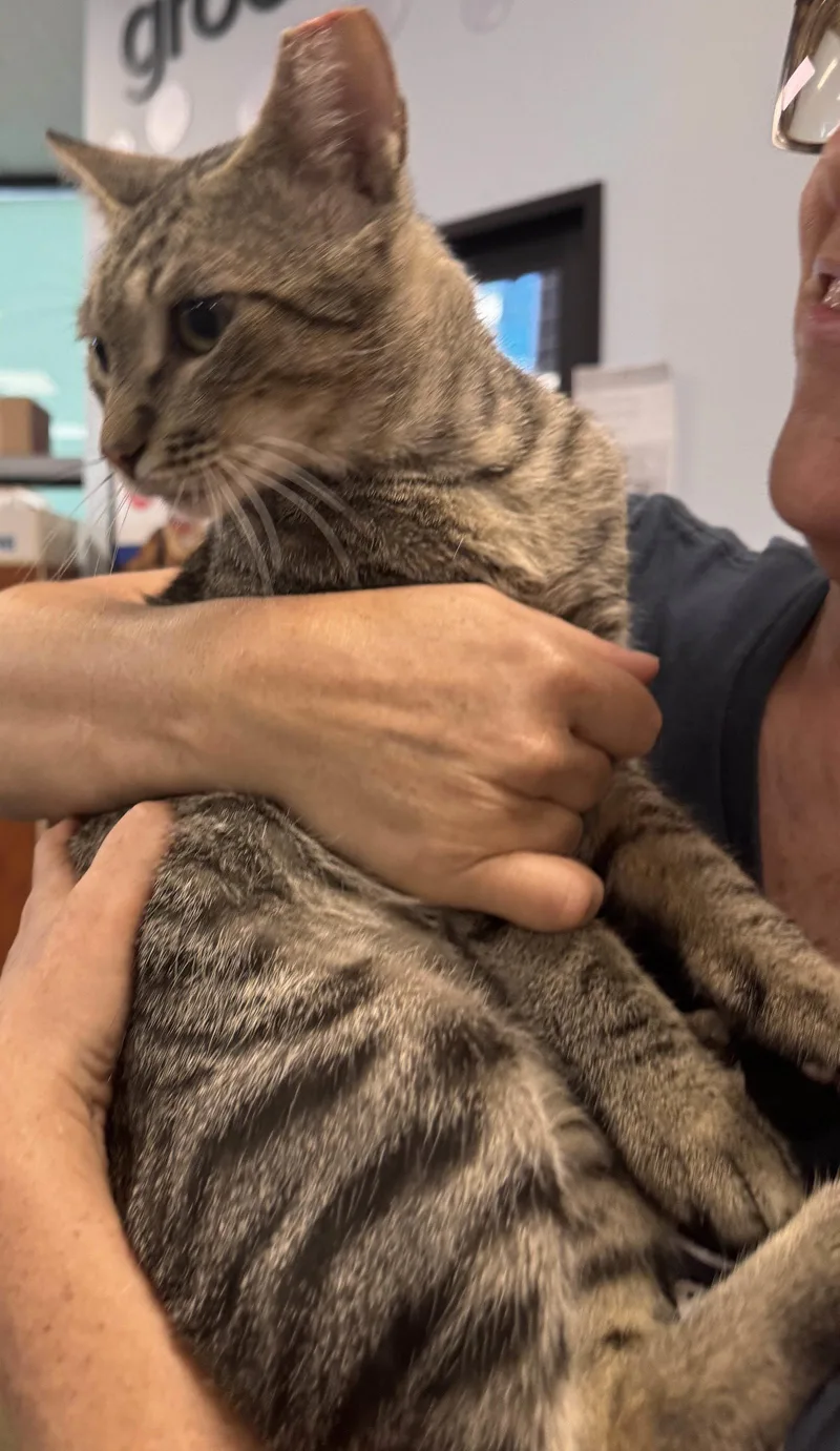 A young medium-sized male Domestic Short Hair cat named Taffy for adoption in Brooklyn, NY