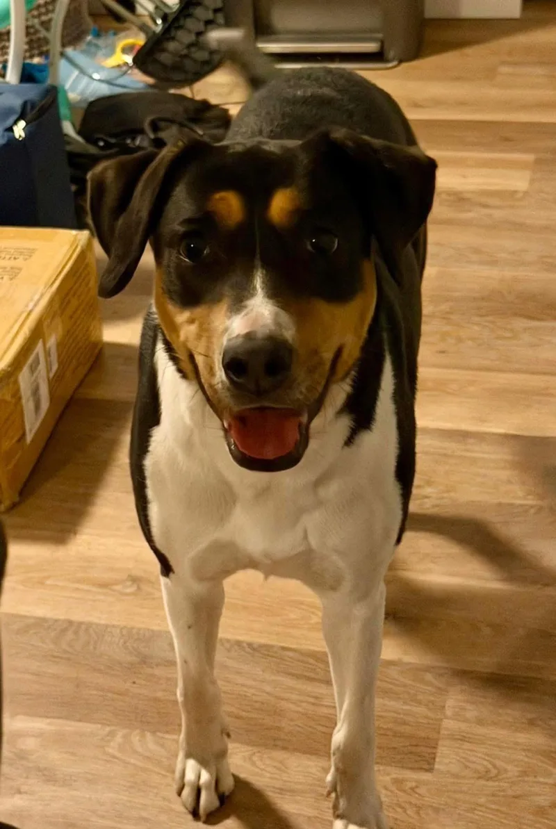 An adult medium-sized female Boxer dog named Stevie for adoption in Alexander, AR