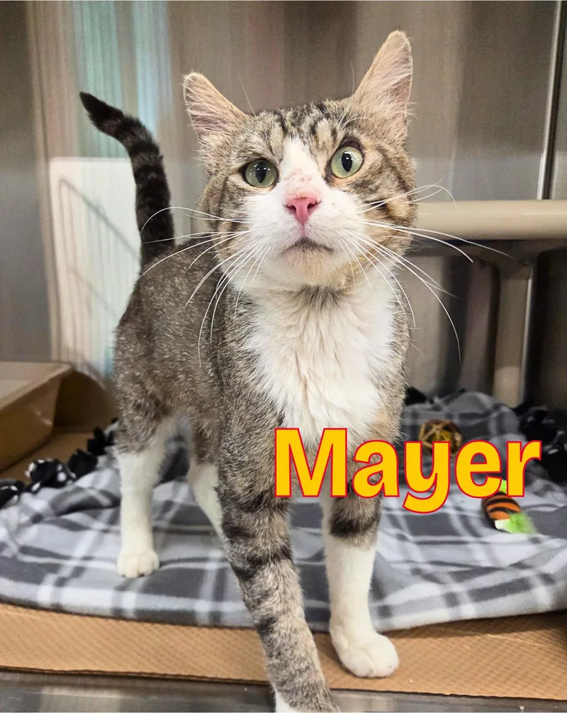 An adult medium-sized male Tabby (Buff / Tan / Fawn) Domestic Short Hair cat named Mayer for adoption in Nevada, IA
