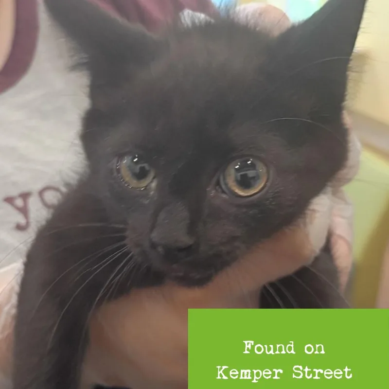 A baby small-sized male Black Domestic Short Hair cat named Cosmo for adoption in Lynchburg, VA