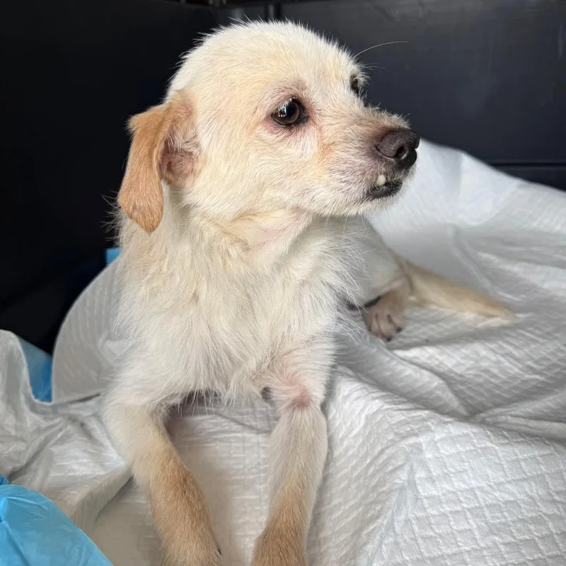 An adult small-sized male White / Cream Chihuahua dog named Ruffles for adoption in Midland, TX
