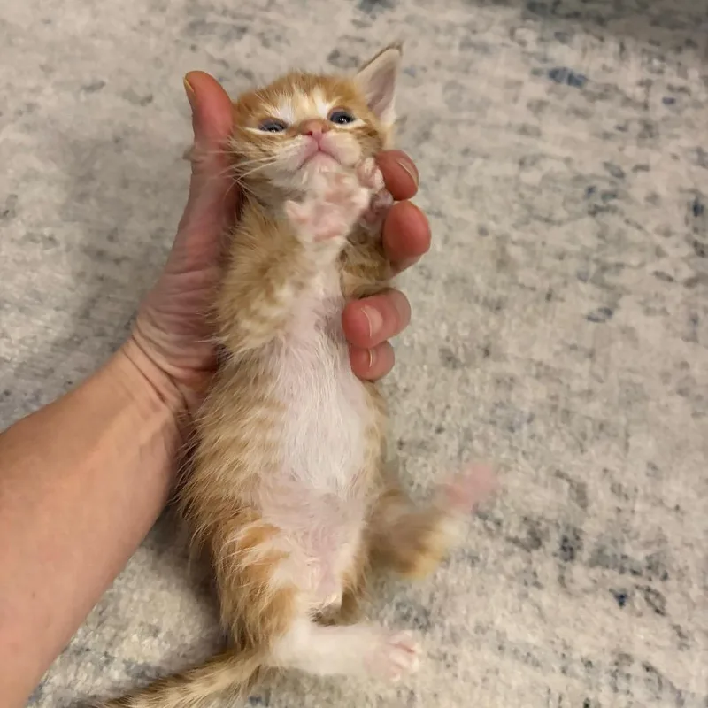 A baby small-sized male Orange / Red Domestic Short Hair cat named Rain for adoption in Tustin, CA