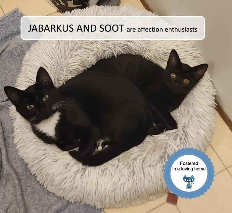 A baby medium-sized male Black Domestic Short Hair cat named JaBarkus and Soot for adoption in Cincinnati, OH