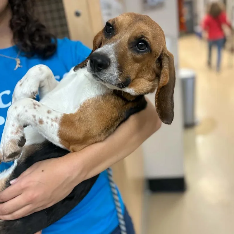 A young small-sized female Beagle dog named Vanilla  Chino Hills for adoption in Chino Hills, CA