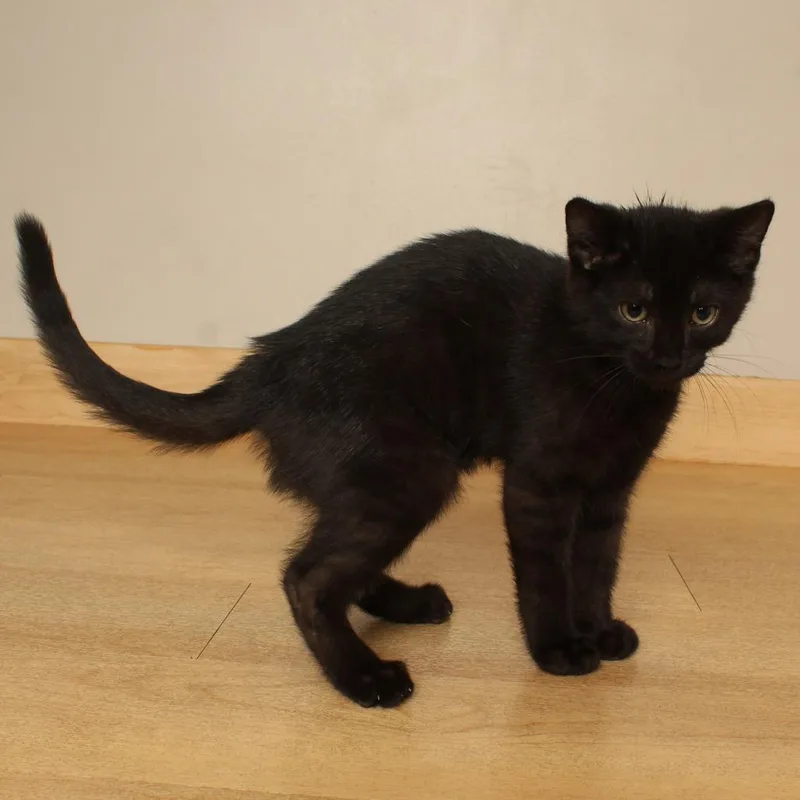 A baby small-sized male Black Domestic Short Hair cat named Cloudy C for adoption in Minnetonka, MN