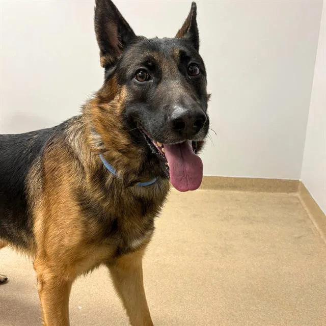 An adult large-sized male German Shepherd Dog dog named Gunner for adoption in Aurora, CO