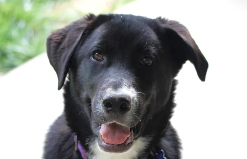 A baby large-sized male Great Pyrenees dog named Hugo for adoption in Cookeville, TN