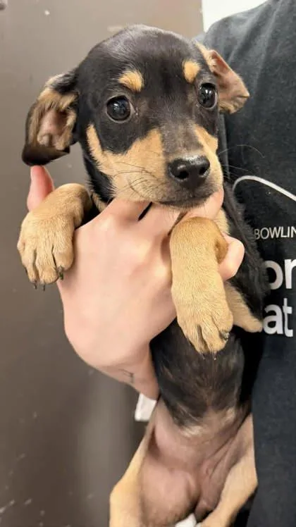 A young small-sized female Terrier dog named Gwen for adoption in Bowling Green, KY