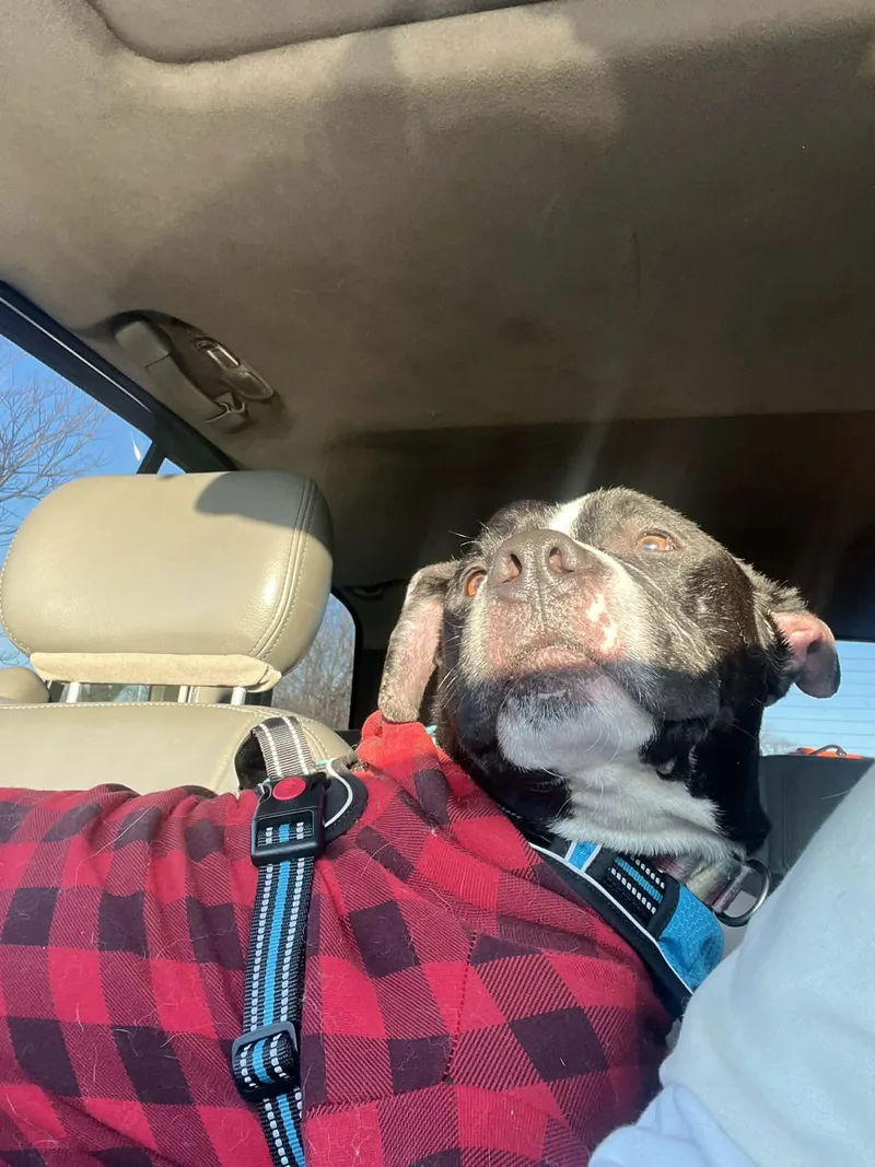 A young large-sized male Black Pit Bull Terrier dog named Chopper for adoption in Levittown, NY