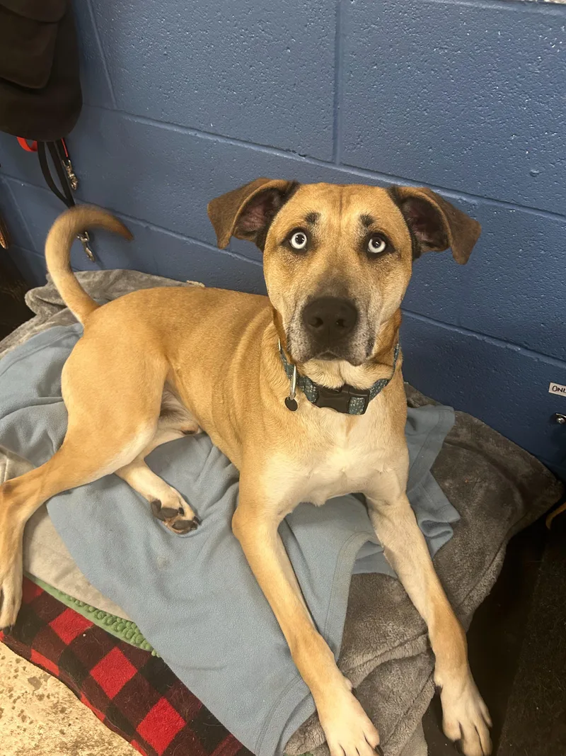 An adult large-sized male Brown / Chocolate Husky dog named Appa for adoption in Indianapolis, IN