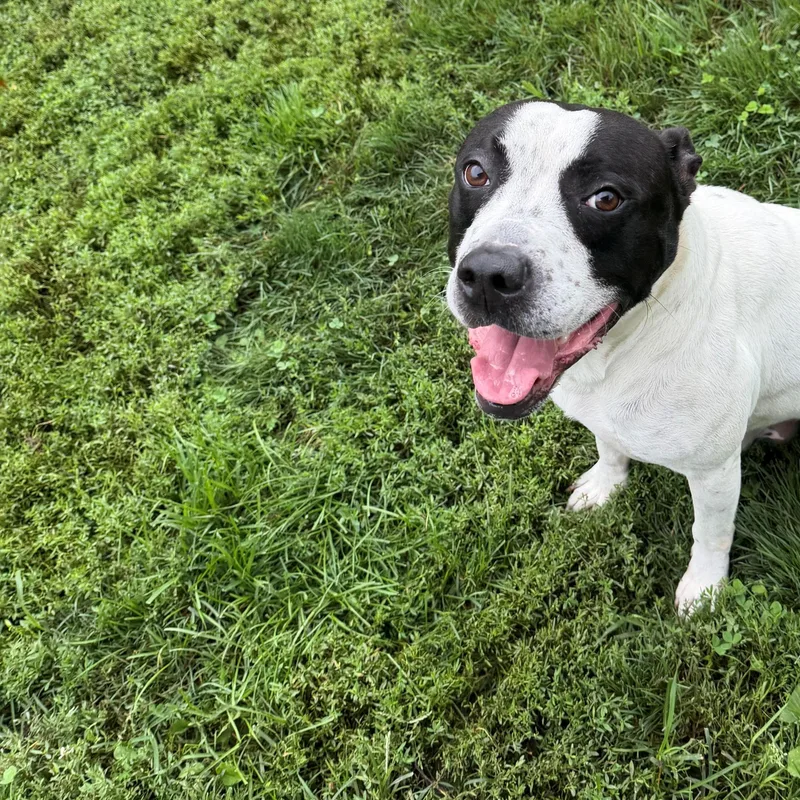 A young large-sized male Black Pit Bull Terrier dog named Bone for adoption in Vienna, OH