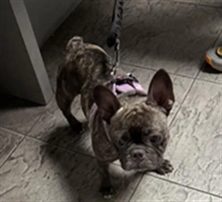 An adult small-sized female French Bulldog dog named True for adoption in Los Angeles, CA
