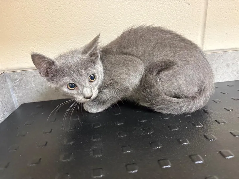 A baby medium-sized female Domestic Short Hair cat named Harper for adoption in Greeneville, TN