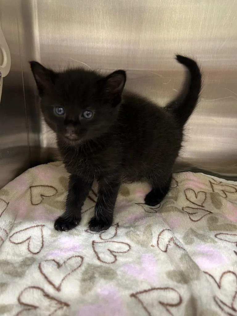 A baby medium-sized female Domestic Short Hair cat named Java for adoption in Seven Points, TX
