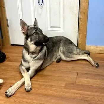 An adult large-sized male Black German Shepherd Dog dog named Stratus for adoption in Turners Falls, MA