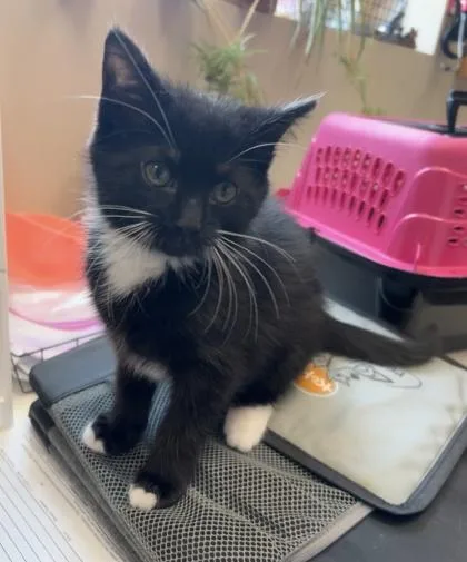 A baby small-sized female Domestic Short Hair cat named Lemon for adoption in Fishers, IN