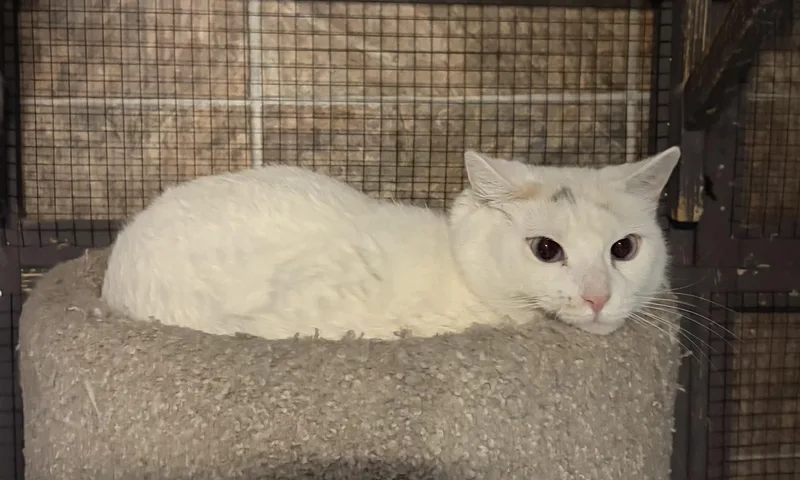 An adult medium-sized female White Turkish Angora cat named 'icelyn' for adoption in North East, MD
