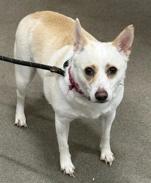 A young small-sized female Chihuahua dog named Layla for adoption in Upper Marlboro, MD
