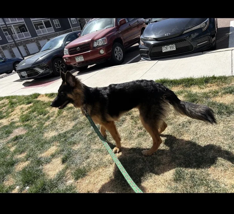 Golditabella thumbnail 2