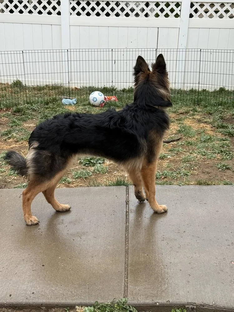 Golditabella thumbnail 5