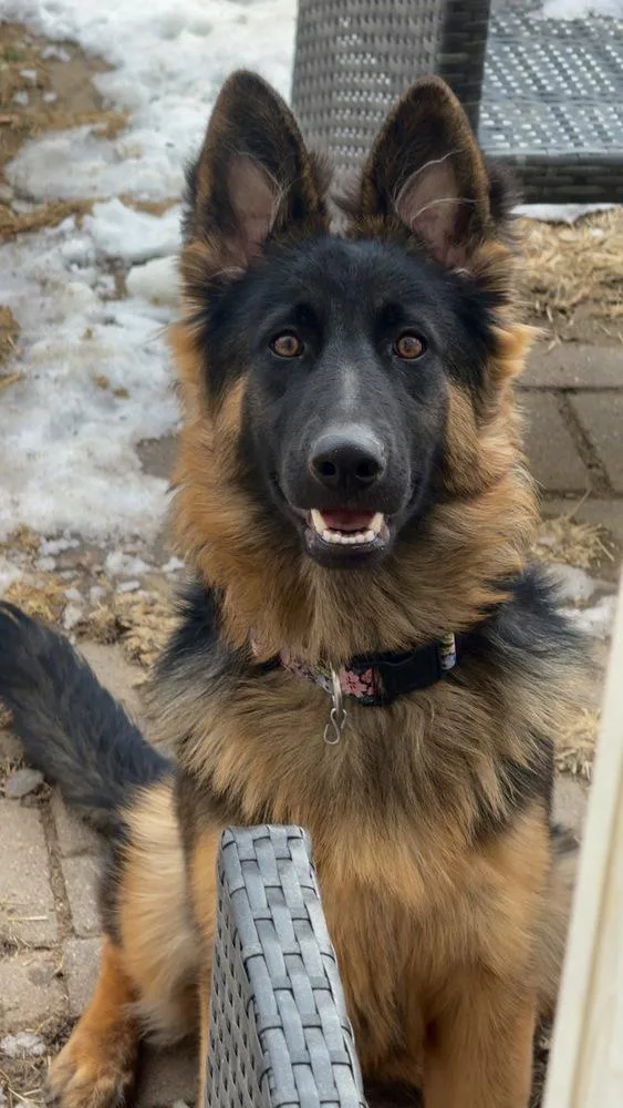 Golditabella thumbnail 6