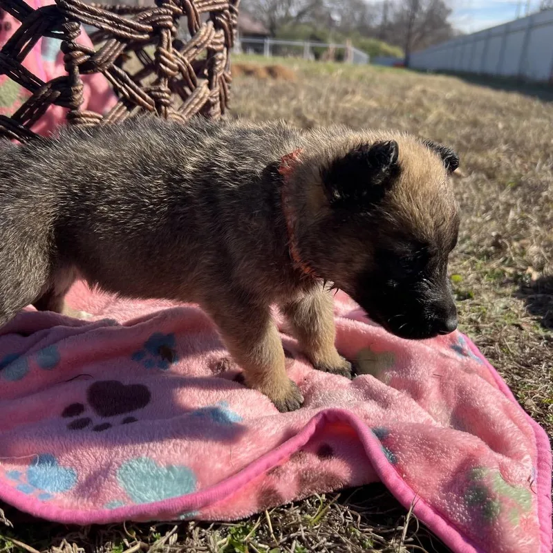 A young medium-sized female Yellow / Tan / Blond / Fawn German Shepherd Dog named Etra for adoption in Aledo, TX