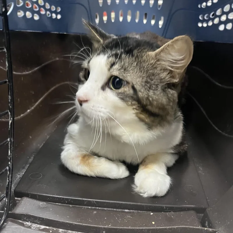 An adult large-sized male Brown / Chocolate Domestic Short Hair cat named Malcolm for adoption in Lakeland, FL