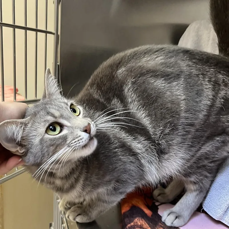 An adult medium-sized female Domestic Short Hair cat named Ricki Lake for adoption in York, PA