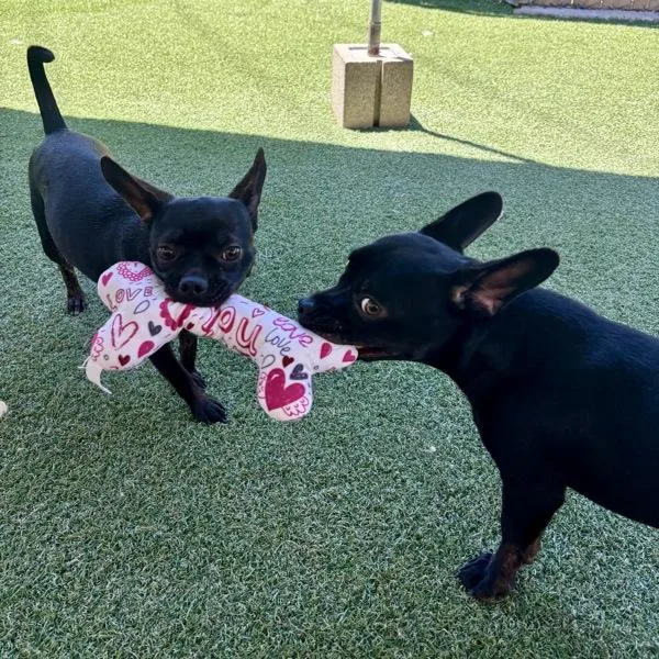 A young small-sized female Chihuahua dog named Daphne for adoption in Oceanside, CA