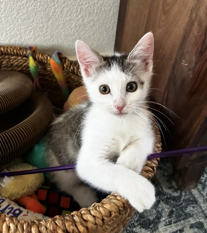 A baby small-sized female White Domestic Short Hair cat named Penny Van Byssum for adoption in Morrison, CO